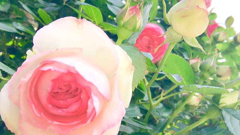 プラティネルームのアイキャッチ画像