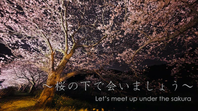 桜の下で会いましょう ~Let’s meet up under the sakura~のアイキャッチ画像