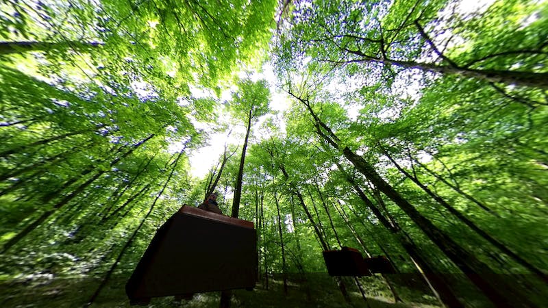 Forest-VRのアイキャッチ画像