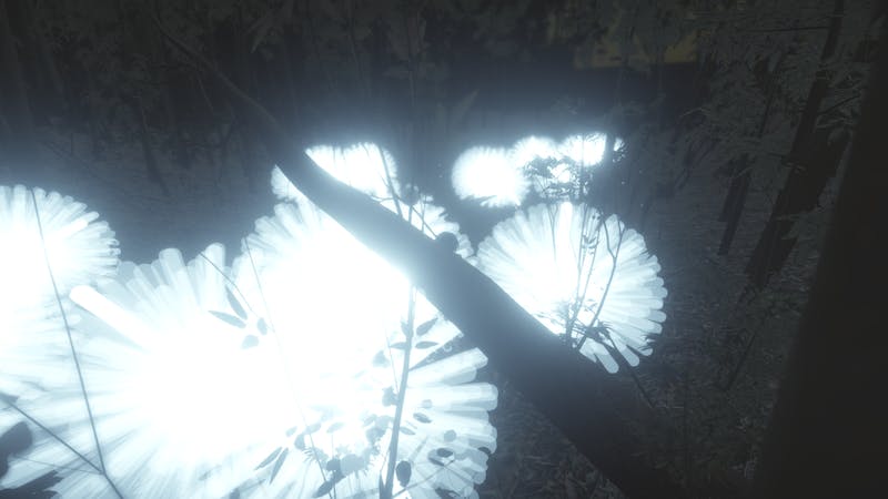 Eucalyptus Forestのアイキャッチ画像