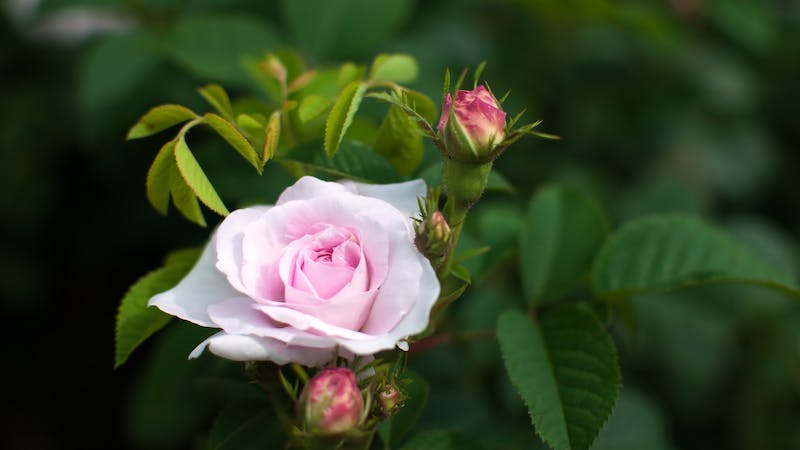 お誕生日おめでとうのアイキャッチ画像